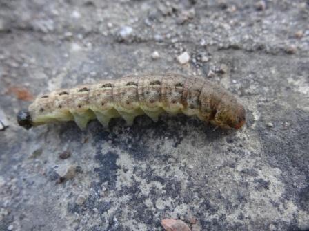 Noctua pronuba